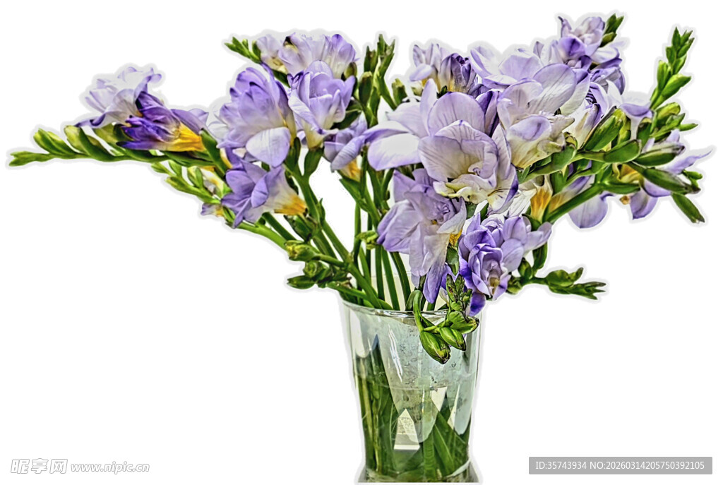 花瓶中的紫色鸢尾花