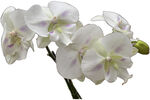 白色蝴蝶兰特写