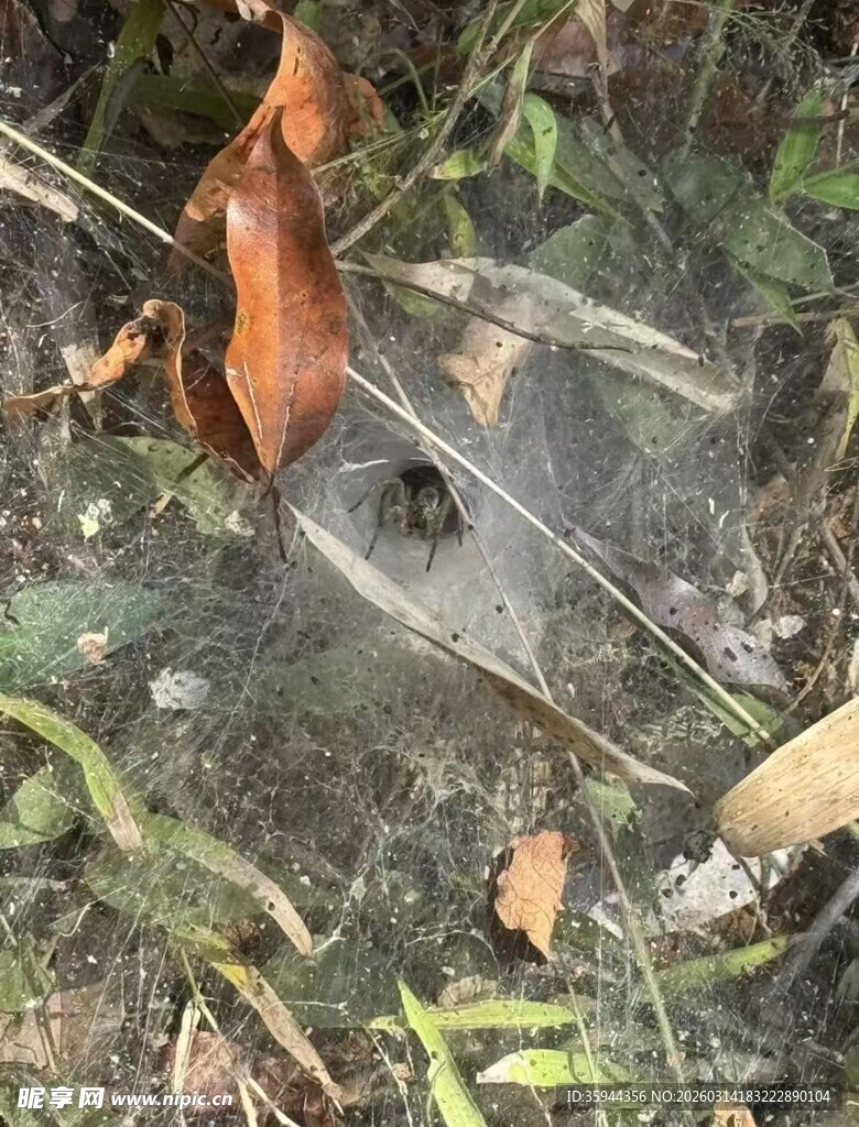 落叶间的蛛网
