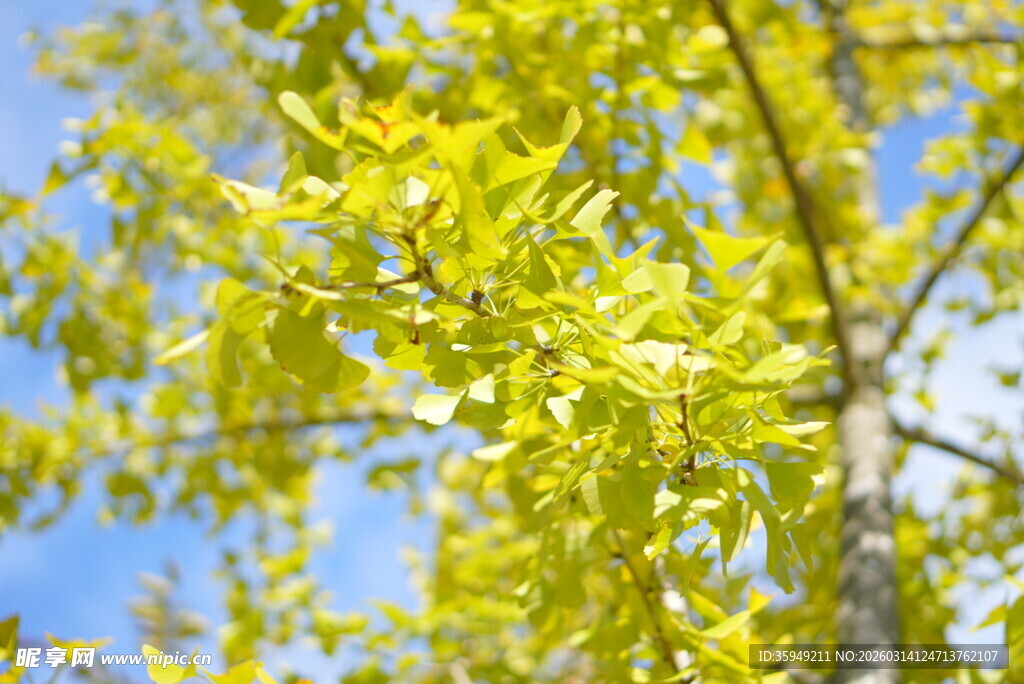 银杏叶