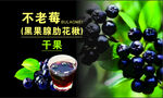 不老莓黑果腺肋花楸果实蓝莓