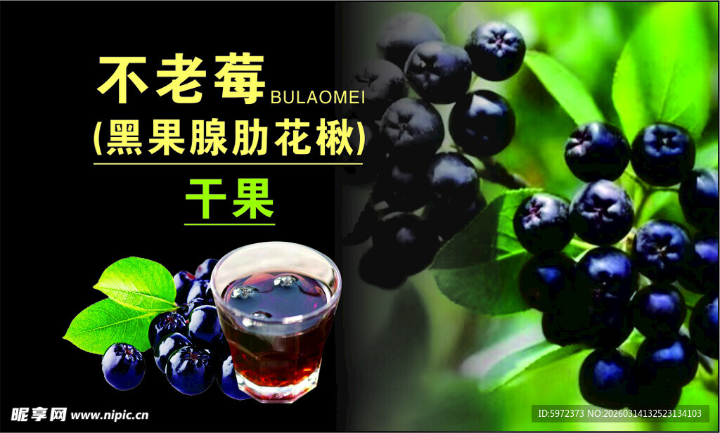 不老莓黑果腺肋花楸果实蓝莓