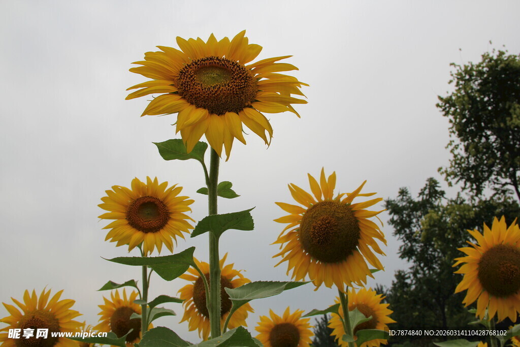 阳光下的向日葵花群
