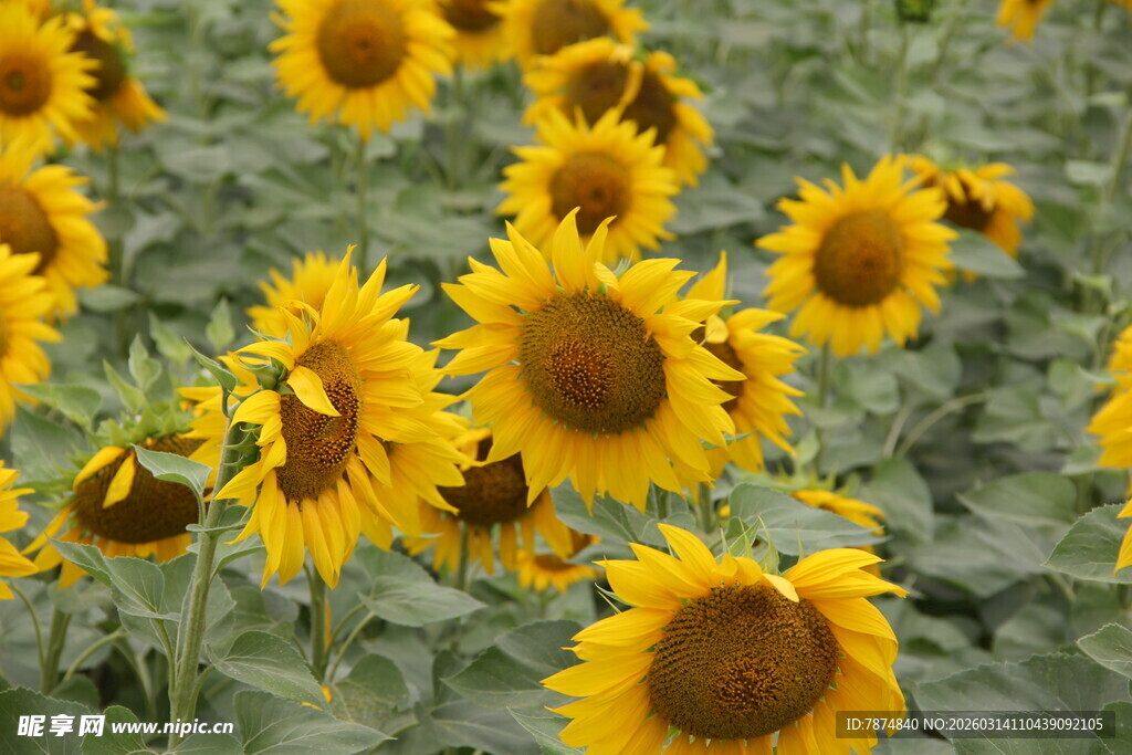 灿烂向日葵花海景观