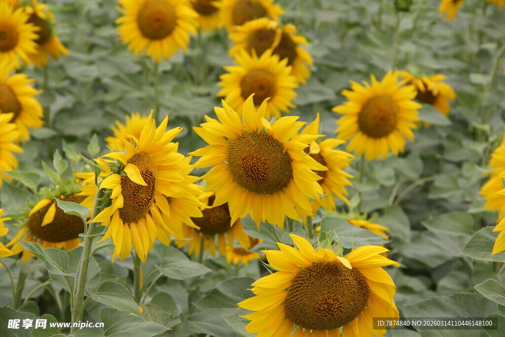 向日葵花海绽放