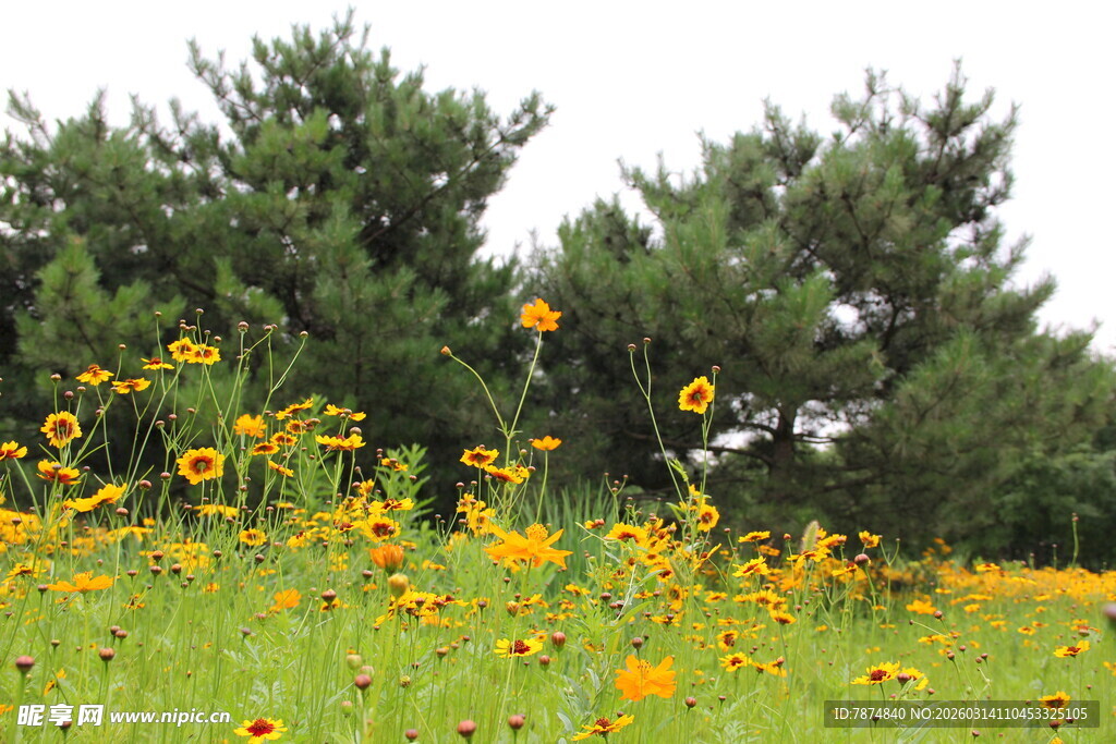 田野中的灿烂黄色野花