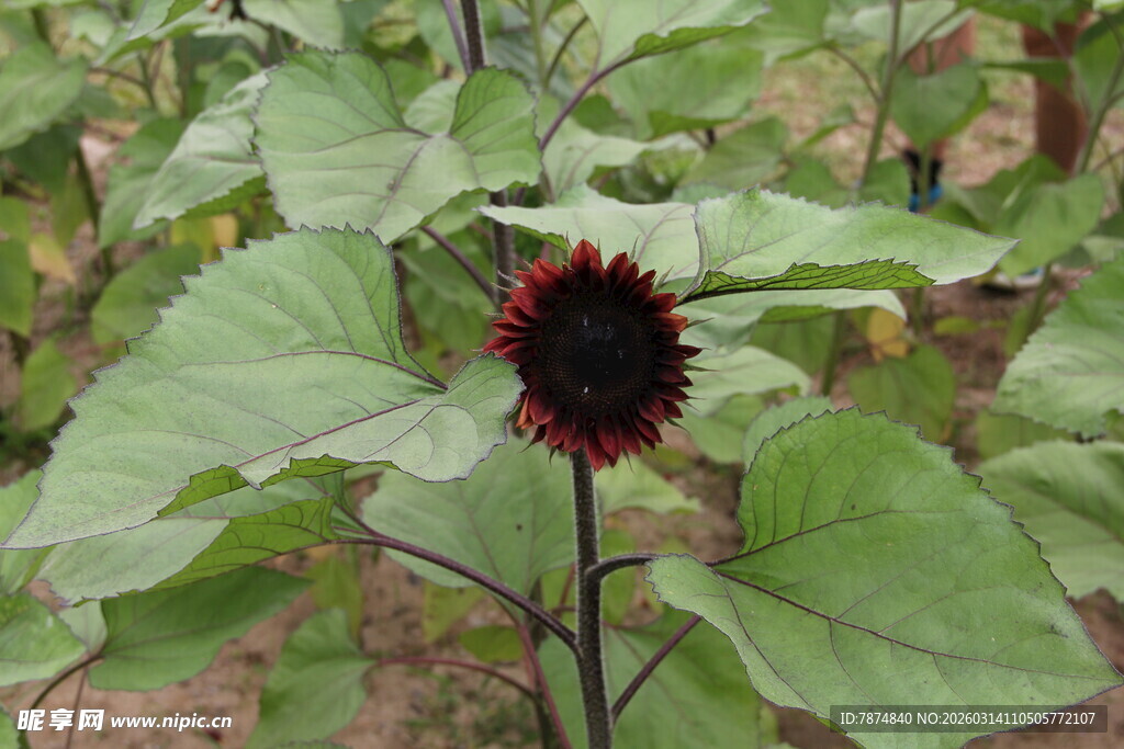 单株黑芯向日葵特写