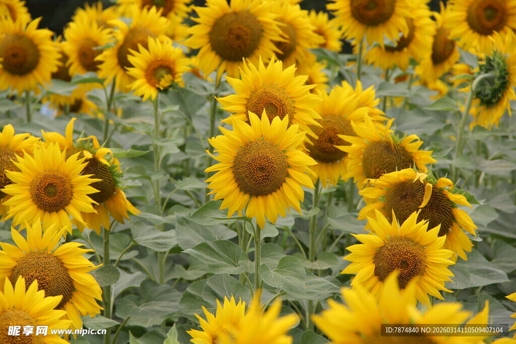 向日葵花海绽放