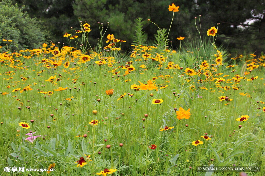 金黄花海绽放自然之美