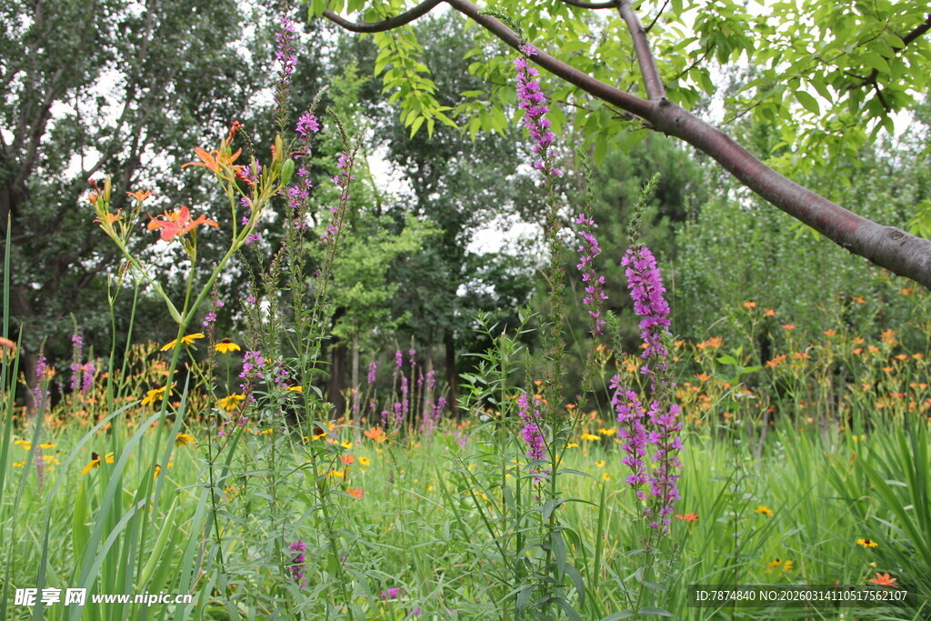 林间多彩花卉与繁茂草木