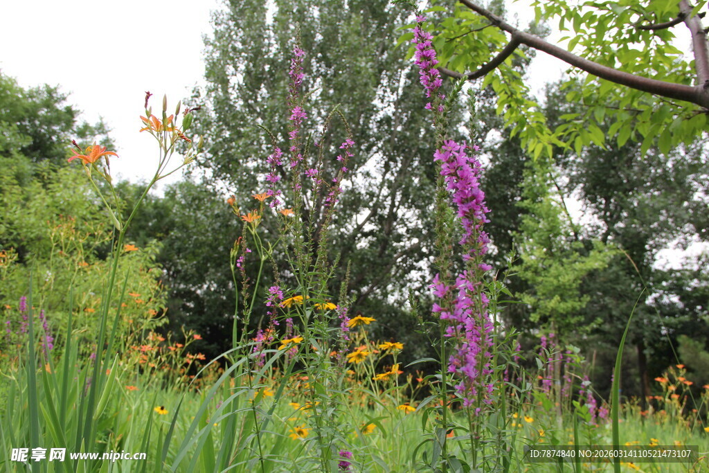 夏日缤纷花草景观