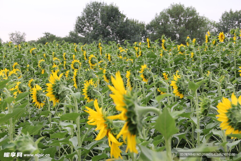 向日葵花海 灿烂的田园风光