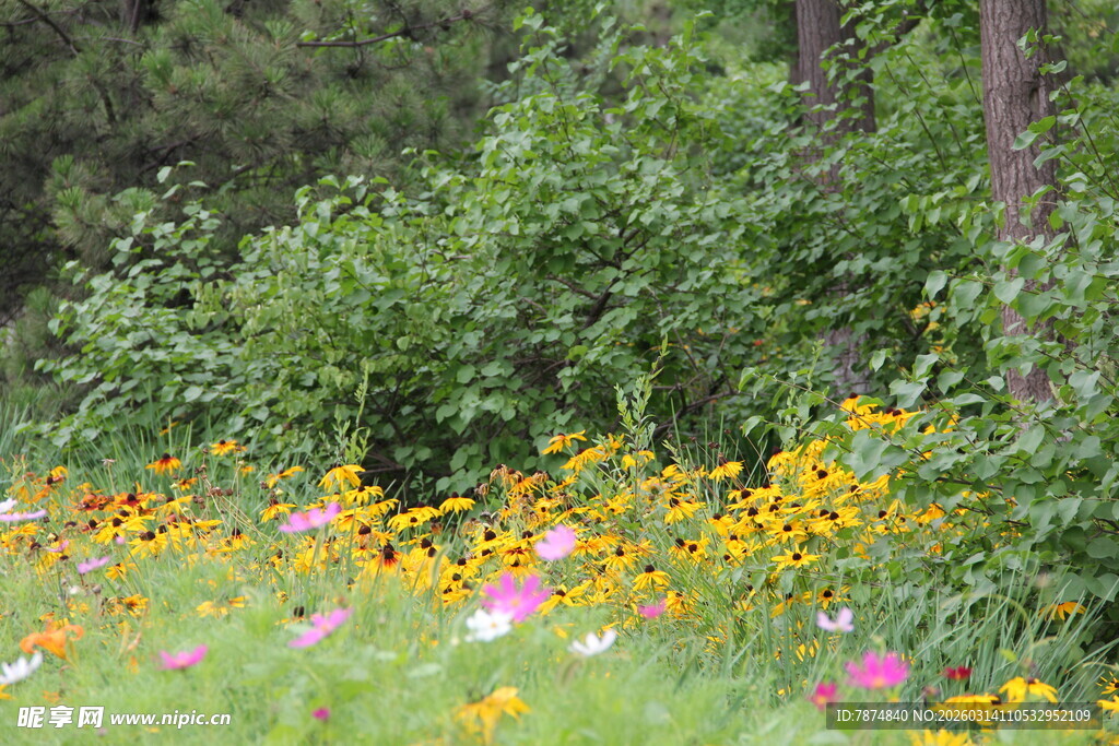 多彩野花绽放于绿意间