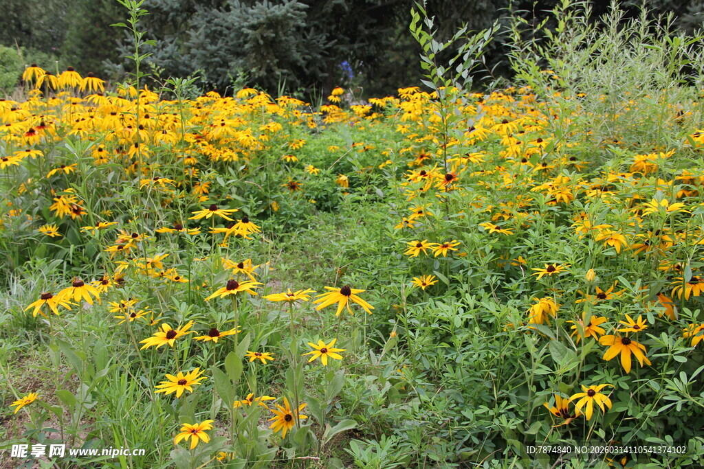 金黄野花盛开的美丽草地