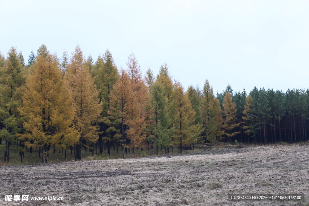 秋日多彩树林旷野景色