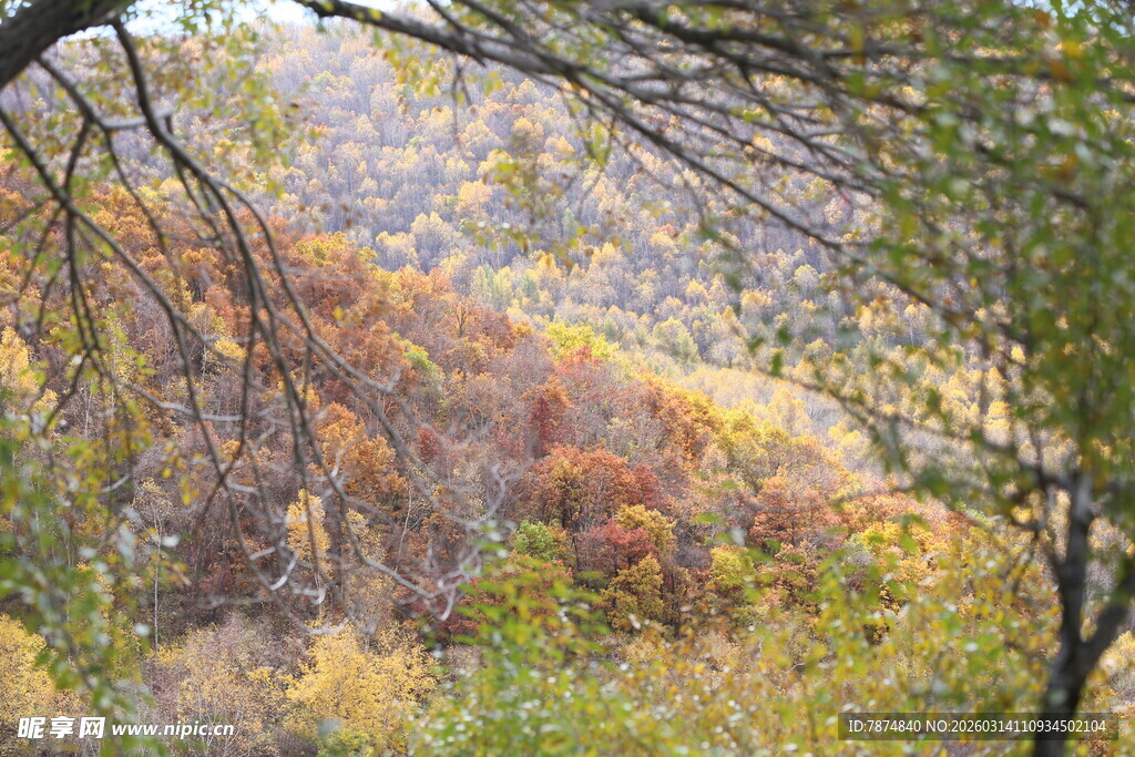 秋日山林斑斓景致