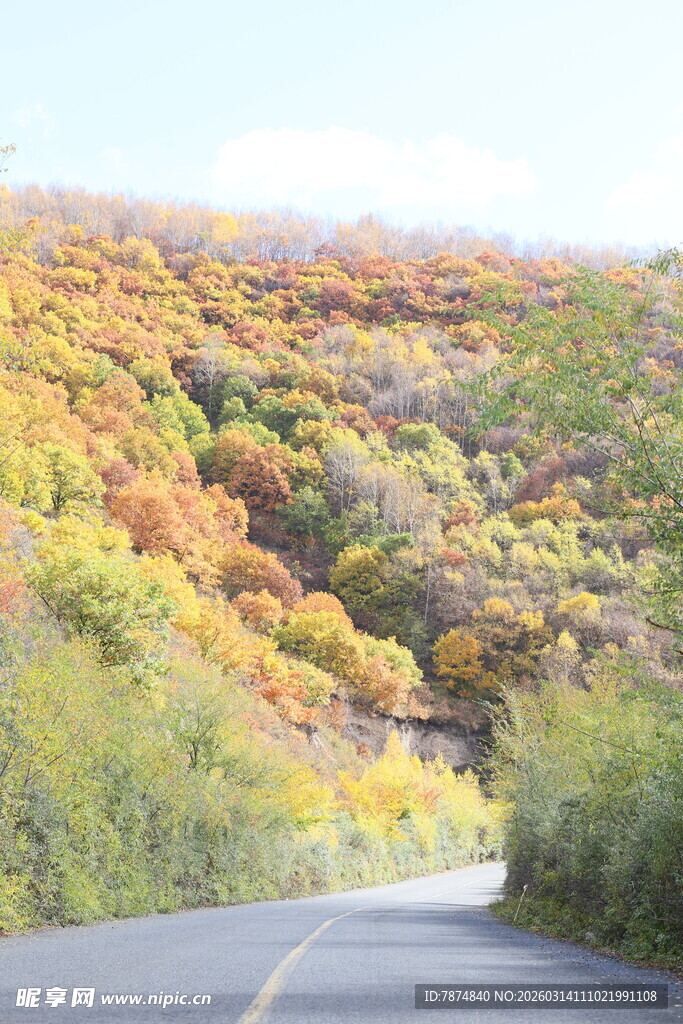 秋日蜿蜒公路旁斑斓山林
