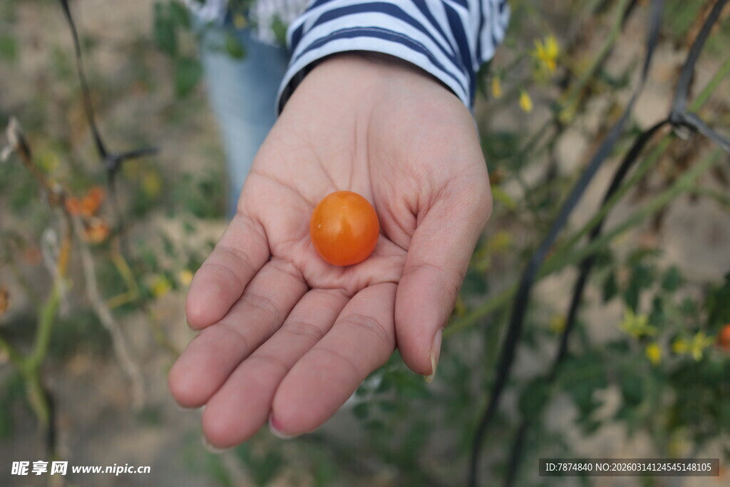掌心的小番茄