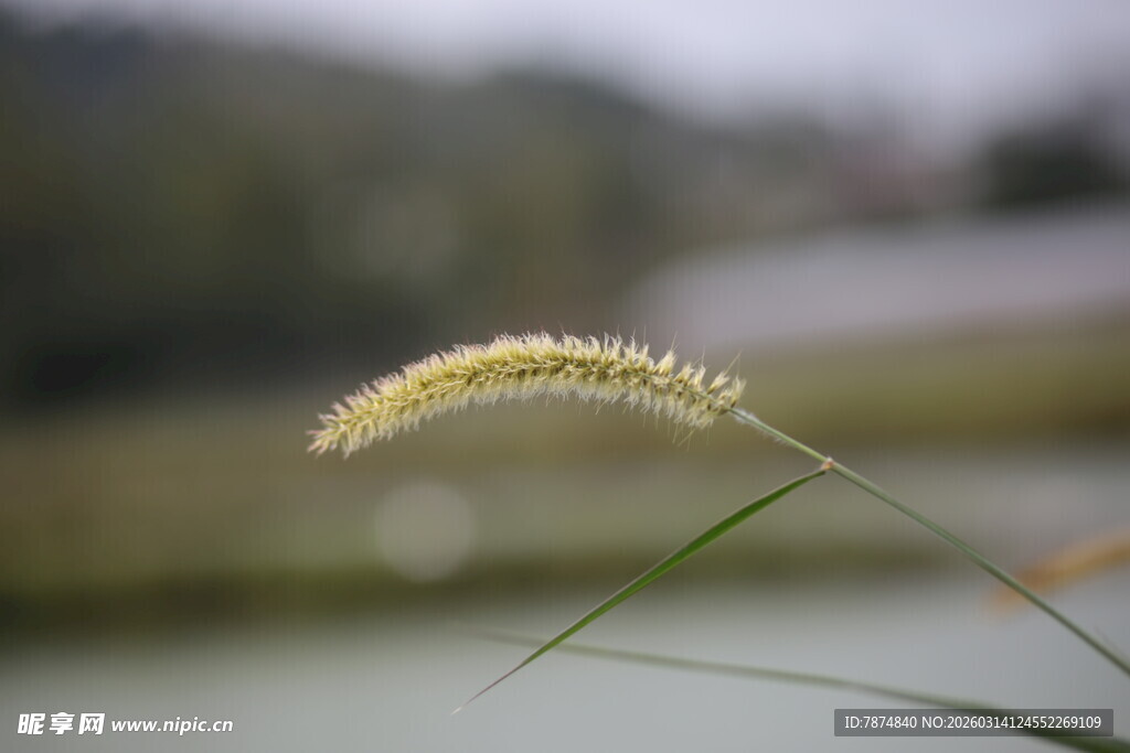 水边狗尾草特写