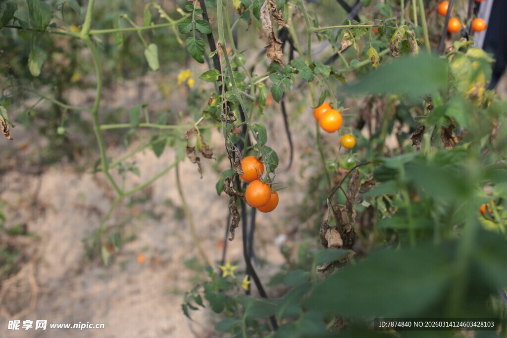 田间成熟的小番茄