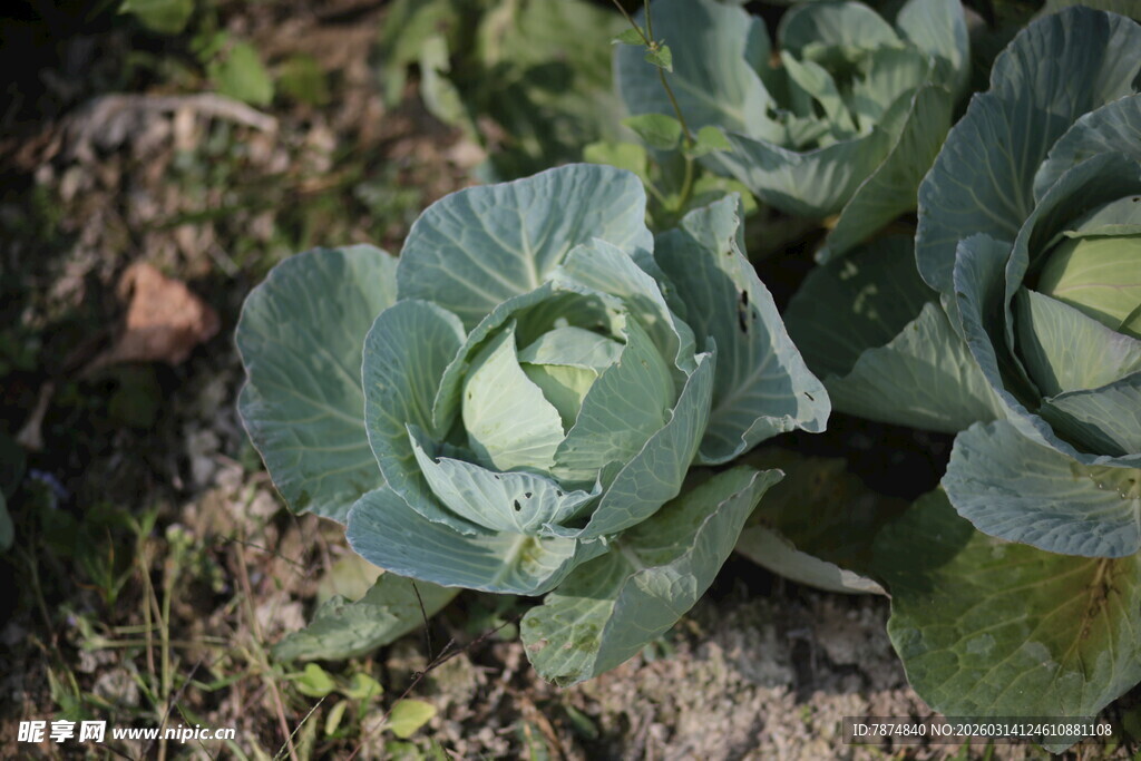 田间生长的卷心菜