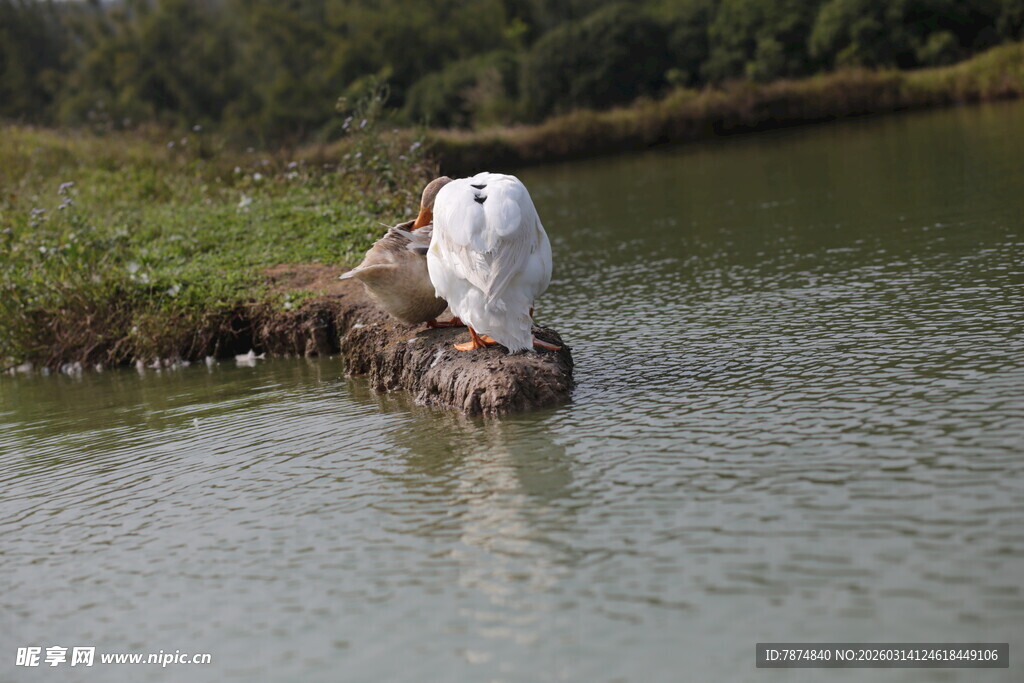 鸭子立于水边木头上