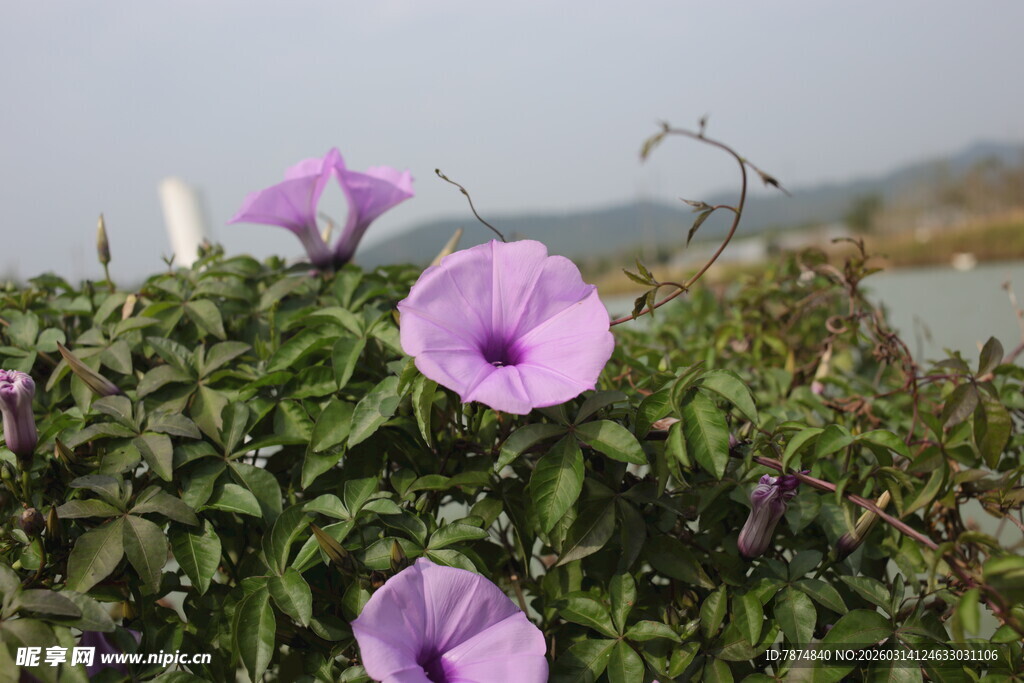 绽放的紫色牵牛花