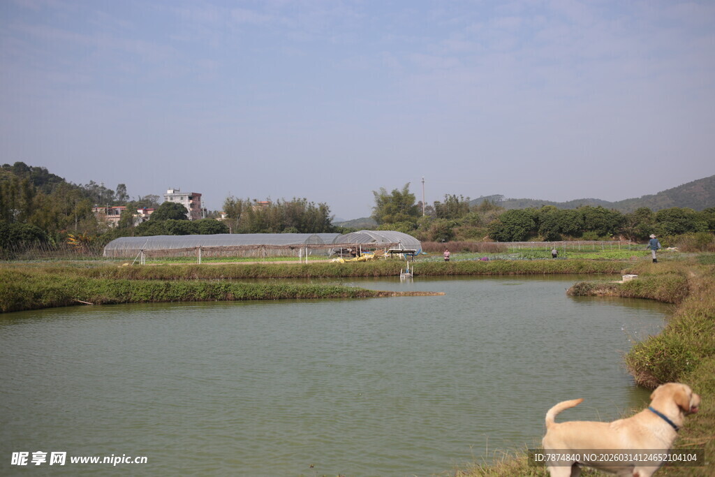 田园湖畔旁的可爱狗狗