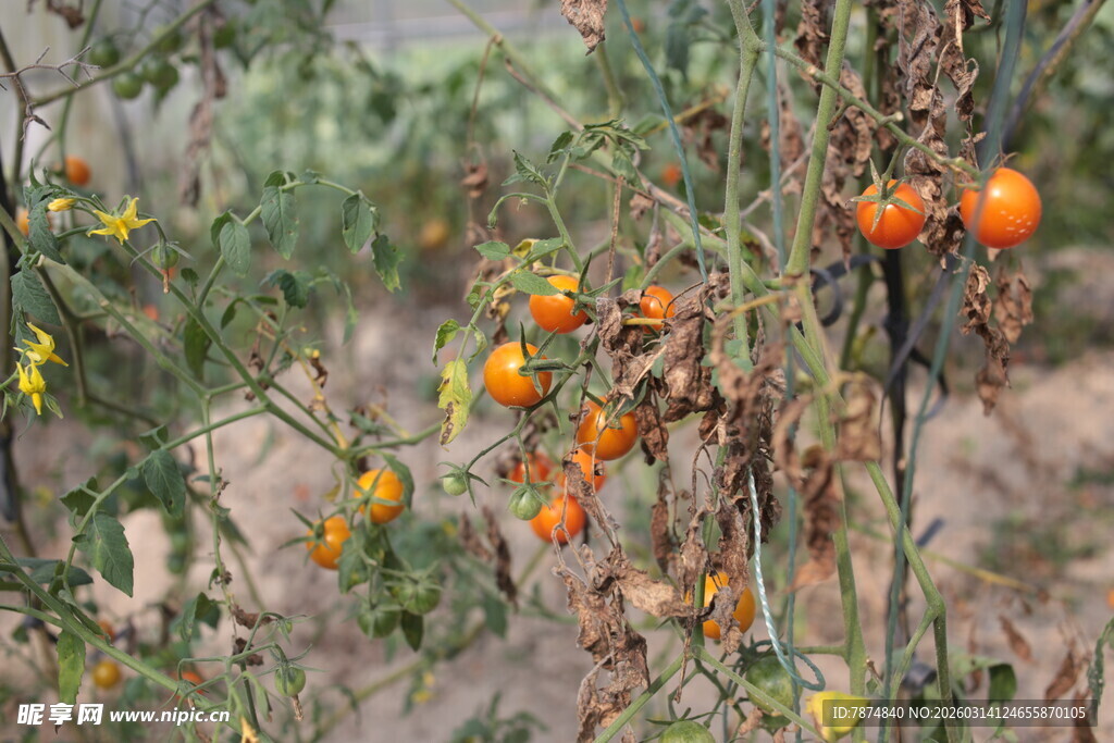 枝头成熟的橙色小番茄