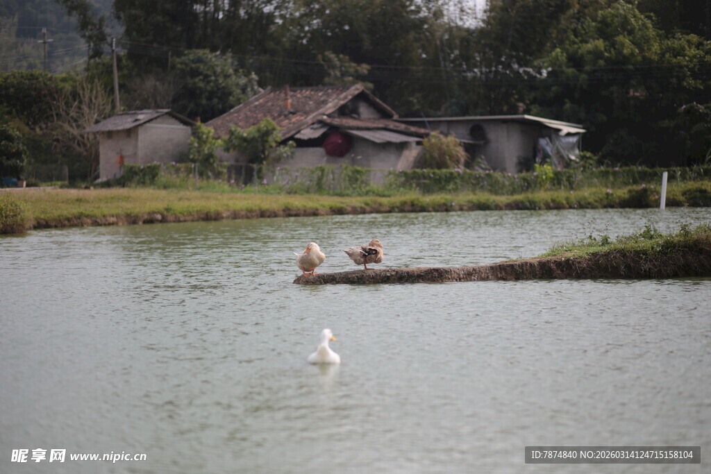 湖畔乡村美景 人与天鹅共赏