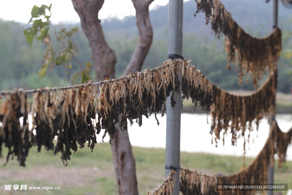 树上晾晒菜干