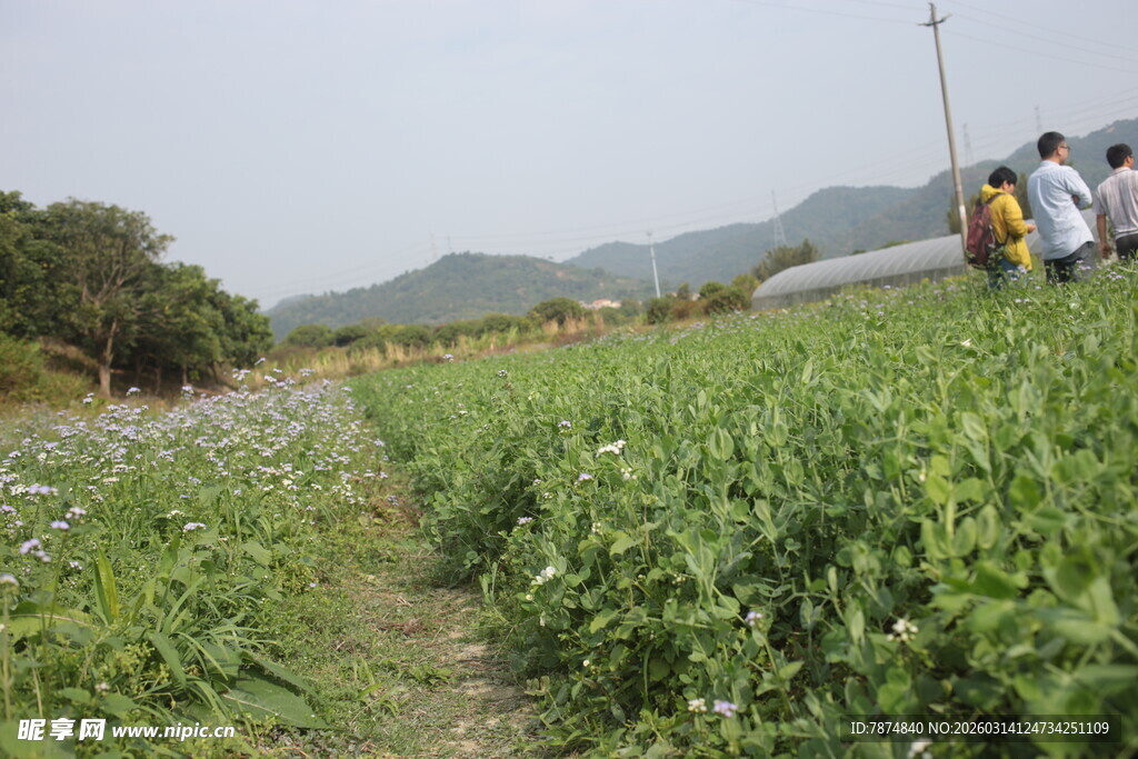 田野漫步的人群与自然风光