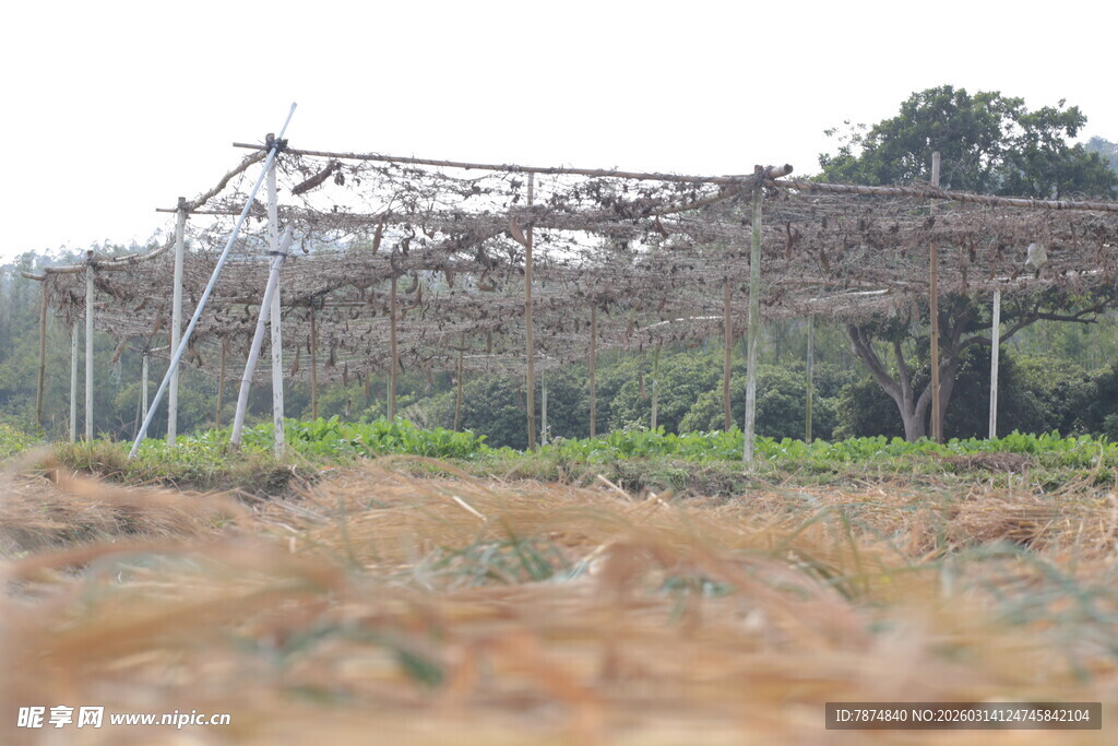 农田中的简易棚架设施