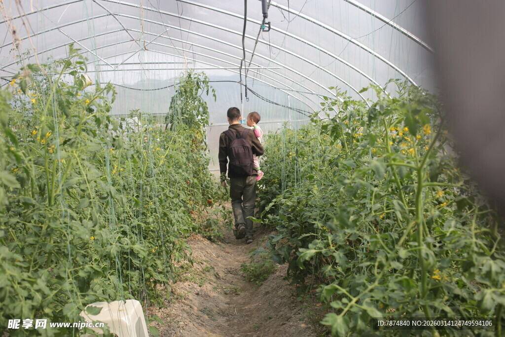 温室中两人进行番茄种植
