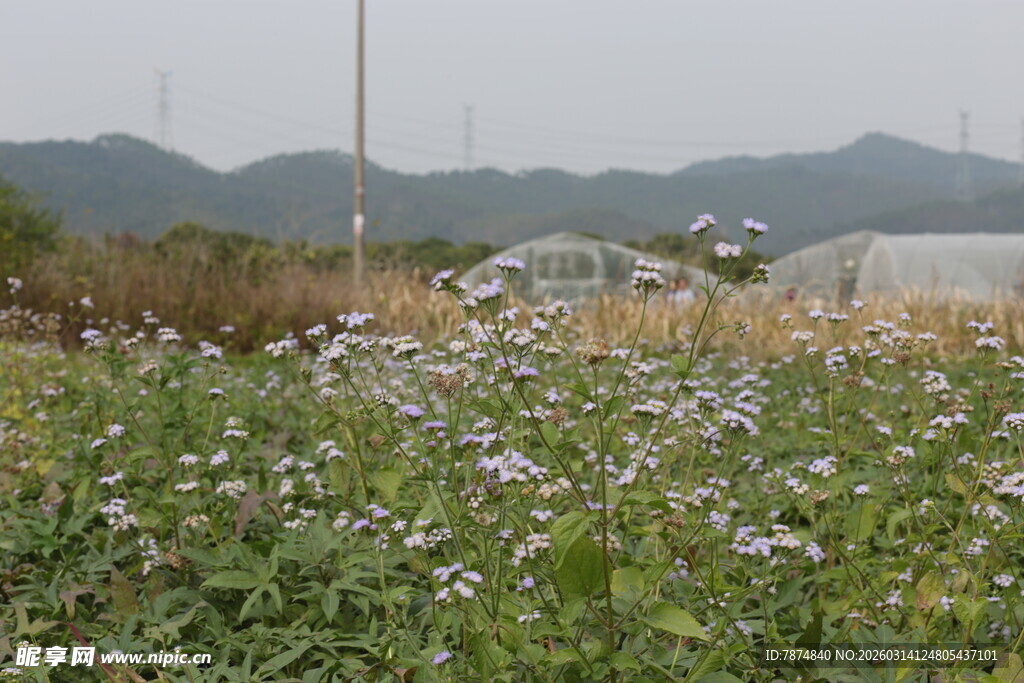 田野间绽放的白色小花