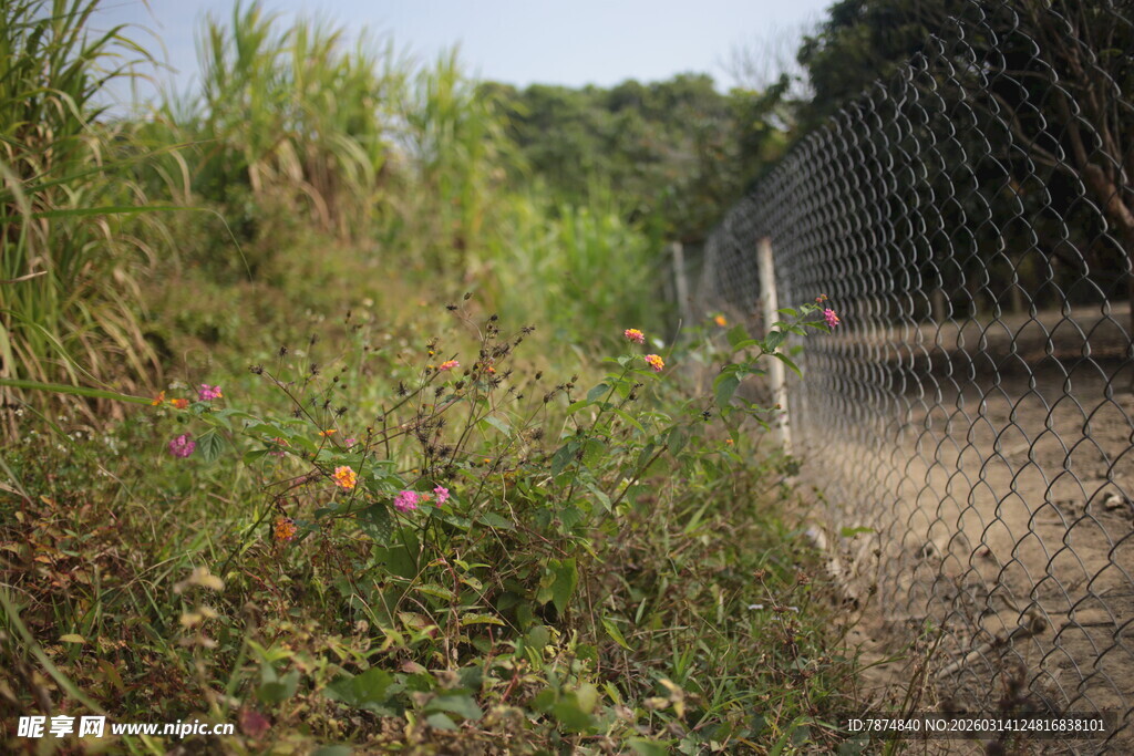 野外围栏旁的繁茂植物