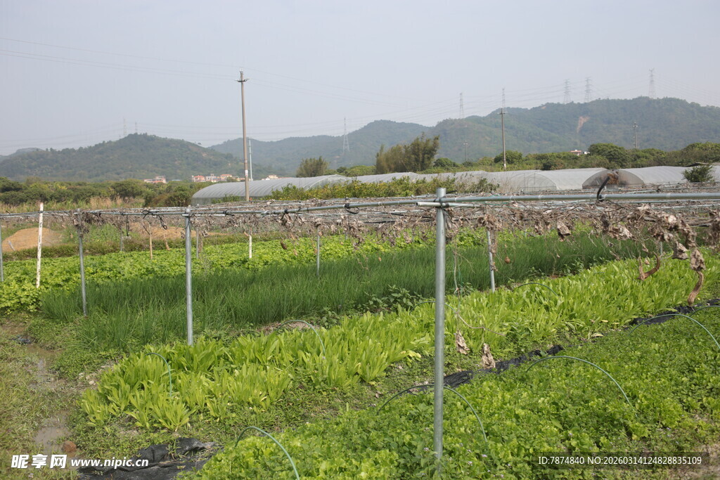 田园蔬菜种植景观