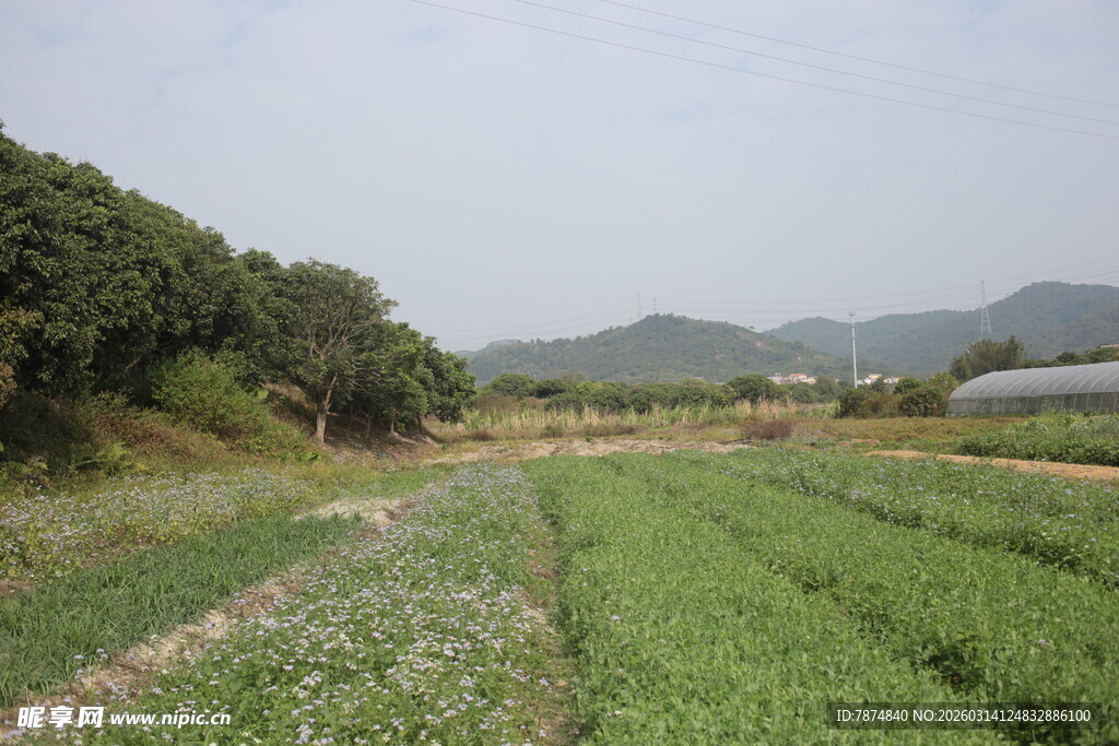 田园风光中的绿野农田