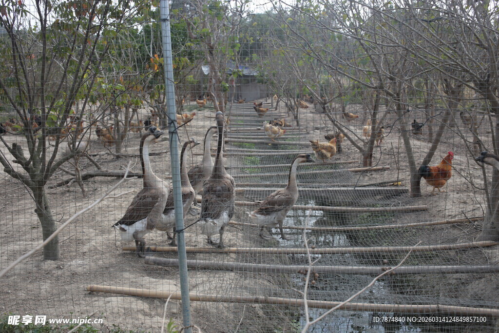 果园里的鸵鸟与鸡