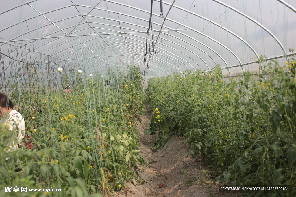 温室中劳作的人与蔬菜