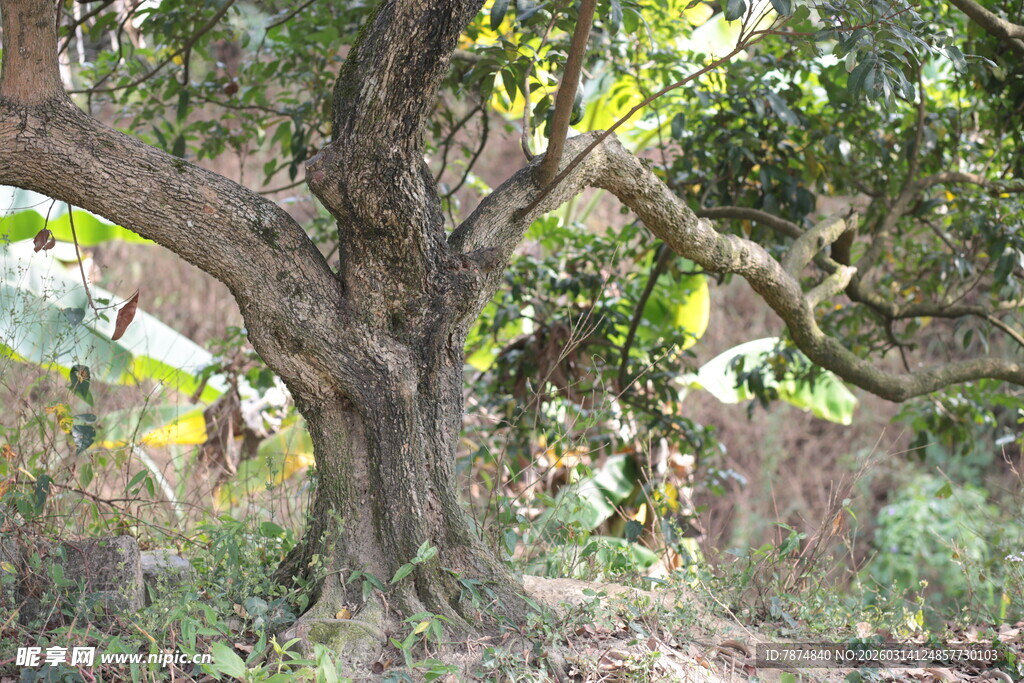 古老大树生长于繁茂林间