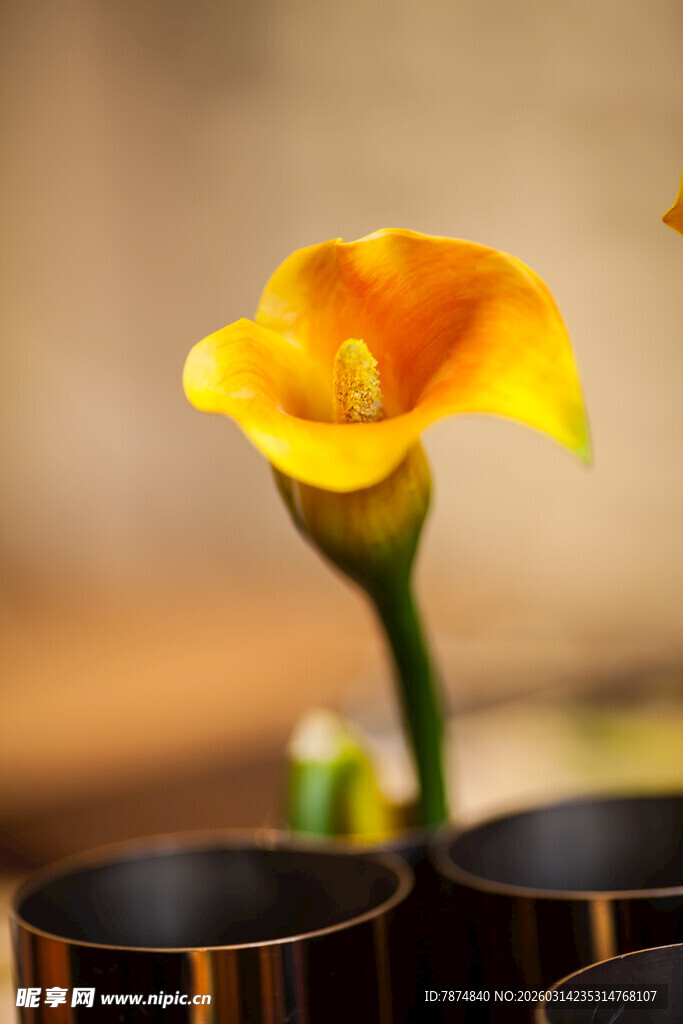 黄色马蹄莲与黑色杯具