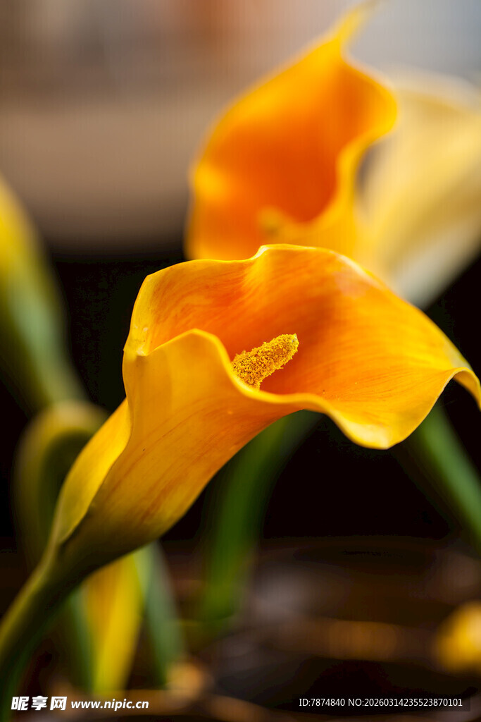 黄色马蹄莲绽放