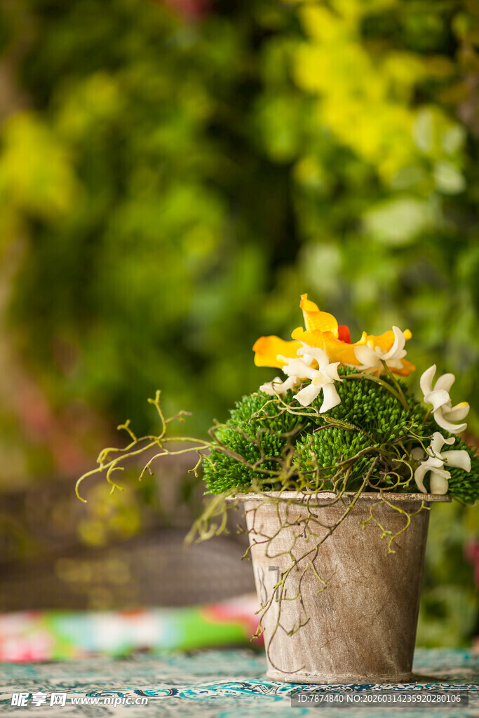 花盆中的多彩花卉