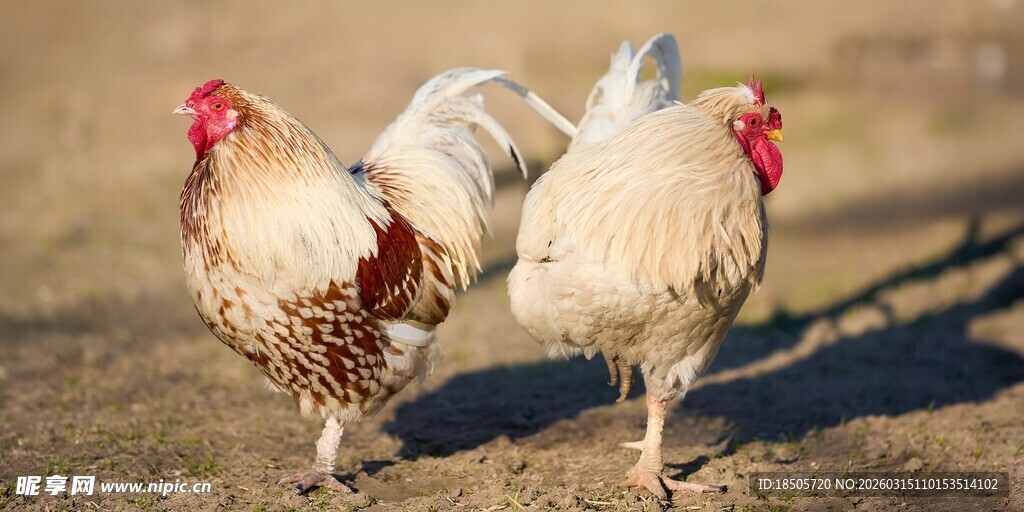 两只公鸡漫步在户外