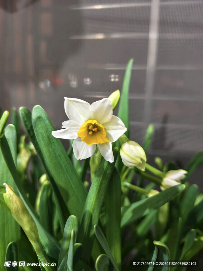 清新水仙绽放