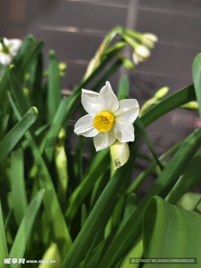 清新绽放的水仙花