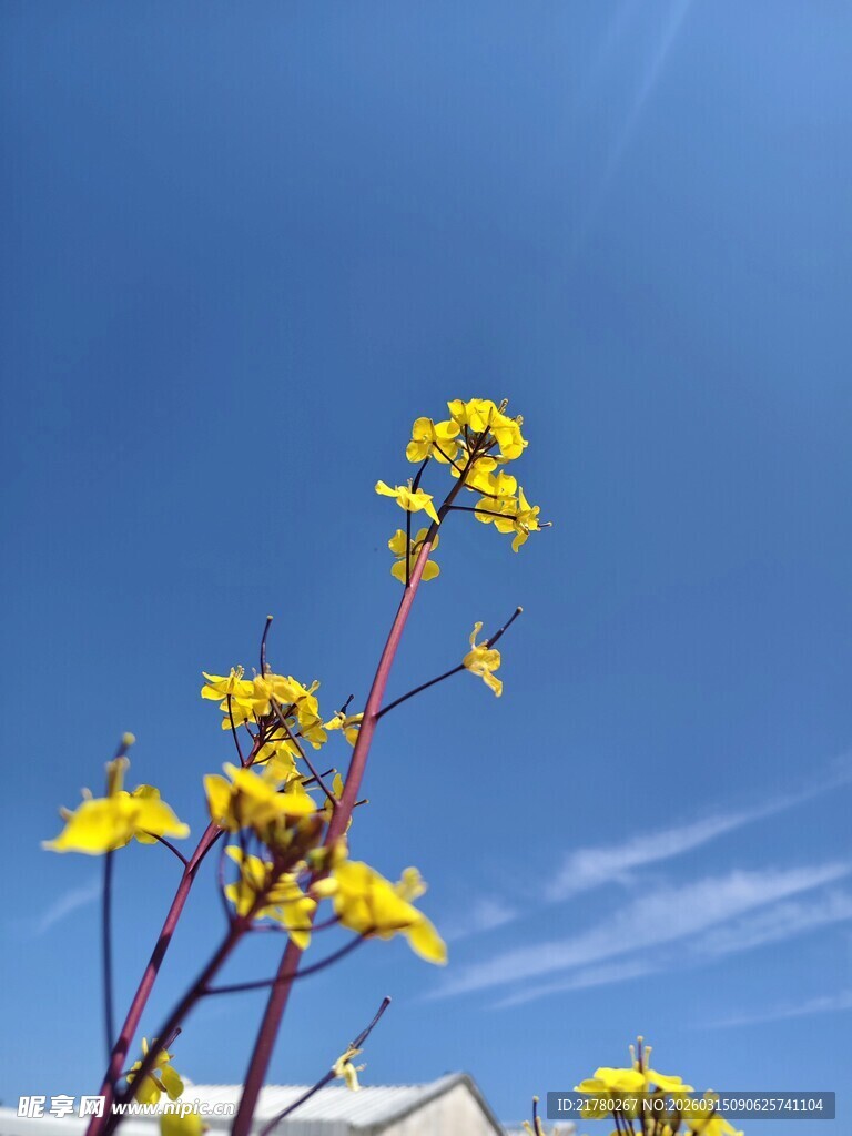 蓝天映衬下的黄色花朵