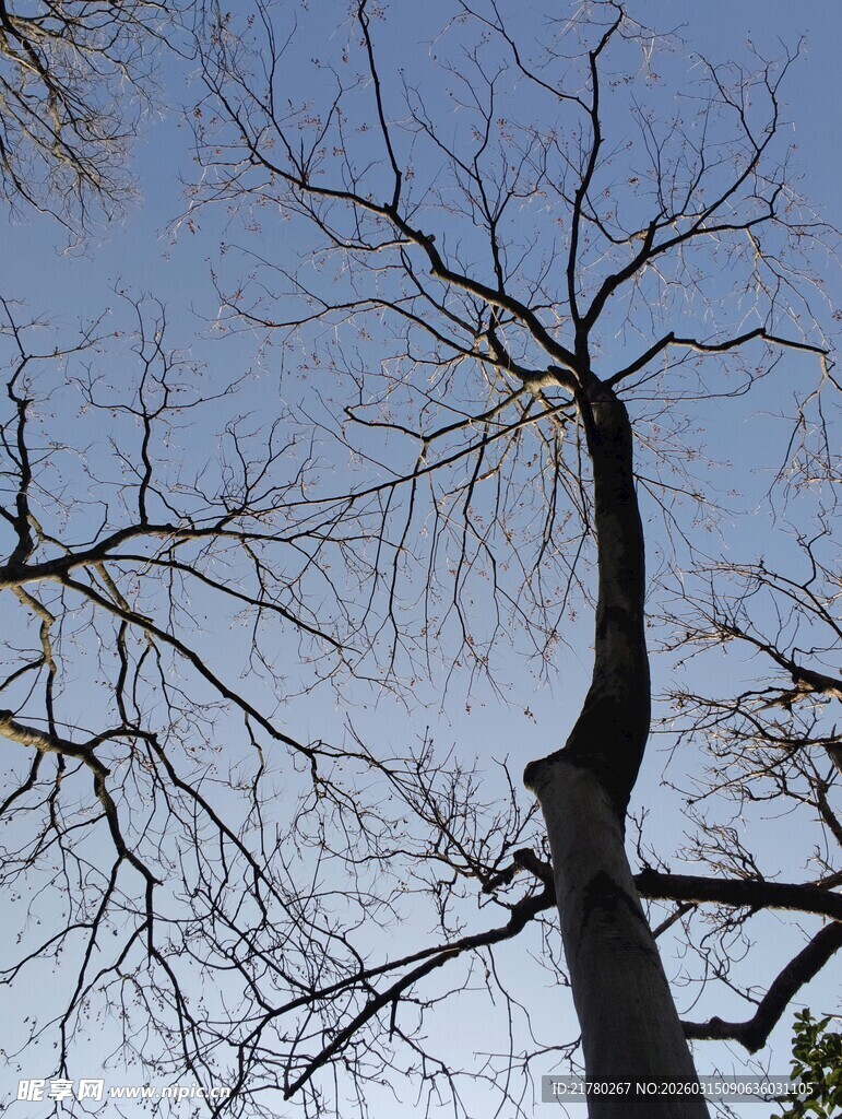 冬日枯树仰视图