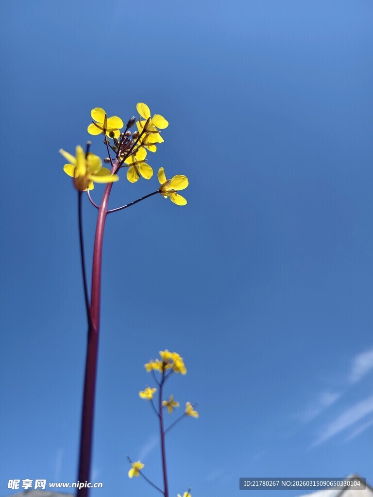 蓝天映衬下的黄色花朵